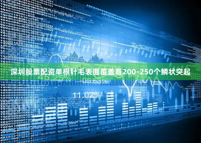 深圳股票配资单根针毛表面覆盖着200-250个鳞状突起