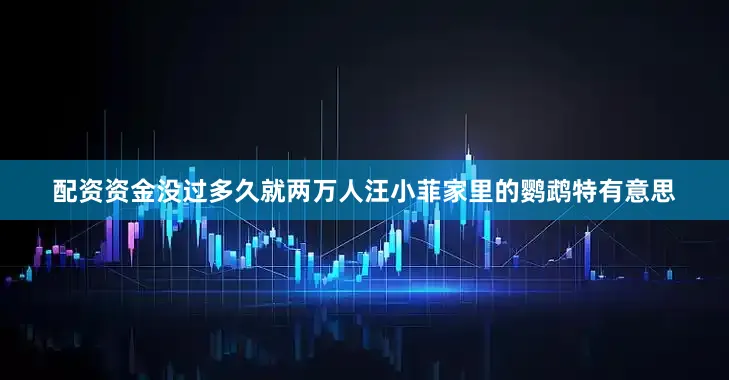 配资资金没过多久就两万人汪小菲家里的鹦鹉特有意思